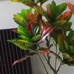 130cm Artificial Codiaeum Multicoloured Tree