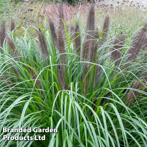 Pennisetum Black Beauty 12cm Potted Plant x 1