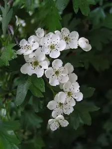 5ft Hawthorn (Crataegus Monogyna) Wildlife Friendly Bare Root Hedging Plants - Pack of 10