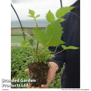 Blackberry Loch Ness 9cm Potted Plant x 2