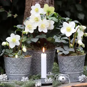 Gift Helleborus Christmas Carol 12cm Potted Plant x 2 - Winter Flowering - Ideal for Shady Spot