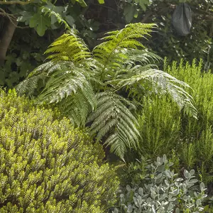 Tree Fern Dicksonia antarctica in a 17cm Pot - Garden Ready Potted Tree Ferns for Gardens and Homes - Exotic Plants for UK Gardens