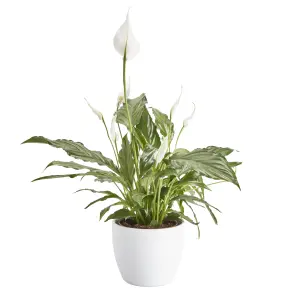 Verve Peace lily in White Ceramic Decorative pot 14cm