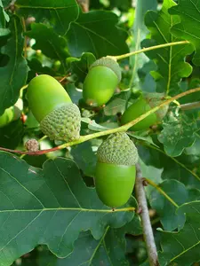 3 English Oak Trees 1-2ft Quercus Robur, Native Hedge Tree, Grow Acorns 3FATPIGS