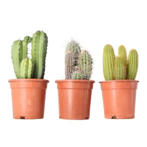 Verve Cactus mix in Plastic Grow pot 17cm