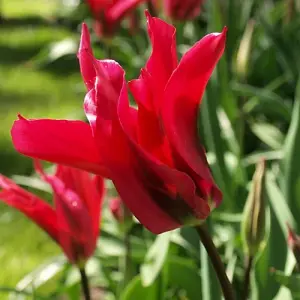 Boston Seeds Dolls Minuet Tulip Bulbs (500 Bulbs)