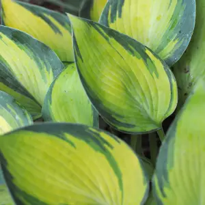 Hosta June Garden Plant - Variegated Foliage, Green and Yellow Colour, Compact Size (15-30cm Height Including Pot)