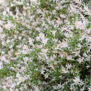 Salix Hakuro Nishiki Flamingo Bush in 9cm Pot - Amazing Foliage Colour