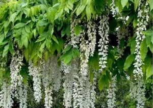 Direct Plants Wisteria Alba White Climbing Plant 3-4ft Supplied in a 3 Litre Pot