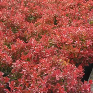 Berberis Thunbergii Admiration 3.6 Litre Potted Plant x 1