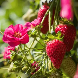 Strawberry (Fragaria) Summer Breeze Cherry 9cm Pot x 3