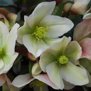 Helleborus 'Winter Sunshine' Elegant Winter-Blooming Hellebore (20-30cm, 3L Pot)