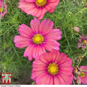 Cosmos bipinnatus Xsenia 1 Packet (25 Seeds)