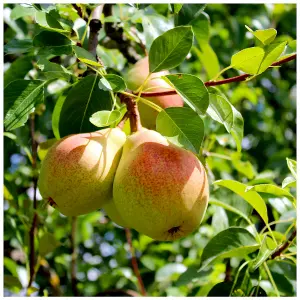 Beurre Hardy Pear Tree, 5-6ft Tall, Ready to Fruit, Full & Distinctive Flavour