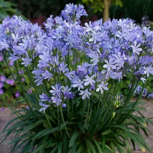 Agapanthus Charlotte - Agapanthus africanus, Deciduous Perennial (10-20cm Height Including Pot)