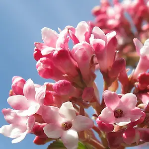 Viburnum Dawn Garden Plant - Fragrant Pink Flowers, Compact Size, Hardy (15-30cm Height Including Pot)