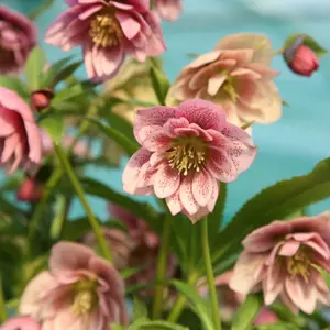 Harvington Double Pink Speckled Lenten Rose Hellebore Flowering Plants 2L Pot