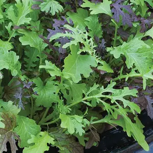 Salad Leaves Oriental Mustards 1 Seed Packet