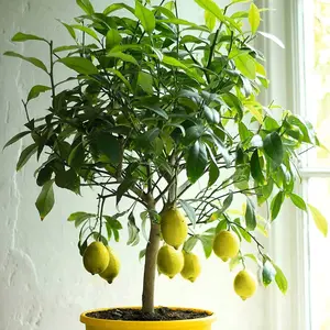 Lemon Four Seasons Fruit Bush Citrus x Limon Fruiting Shrub Plant 21cm Pot