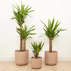 House Plant - Yucca - 24 cm Pot size - 110-130 cm Tall - Yucca Elephantipes - Indoor Plant