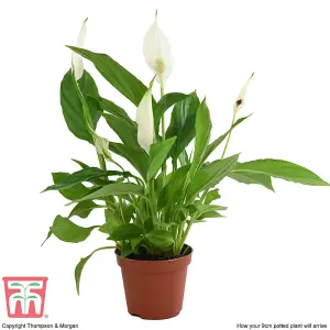 Houseplant Peace Lily -  Spathiphyllum Torelli 'Air So Pure' 9cm Potted Plant x 1