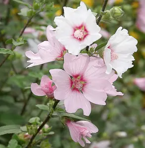 2 x Lavatera 'Barnsley' - Tree Mallow Plants - Both Arrive in 9cm Pots