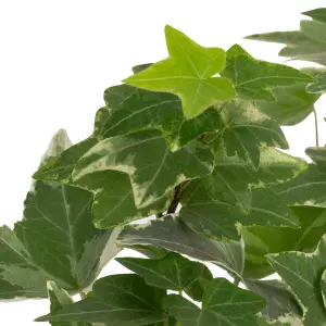 Baby English Ivy, Hedera Helix Variegata Small Indoor House Plant for UK Homes (10-20cm Height Including Pot)