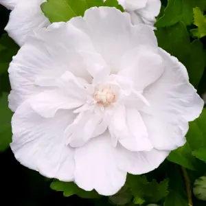 Hibiscus White Chiffon Garden Plant - Elegant White Blooms (15-30cm Height Including Pot)