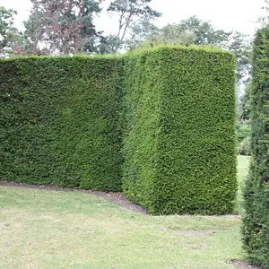 English Yew Taxus Baccata Hedging Plant 10 x Bare Root Plants 40cm - 50cm