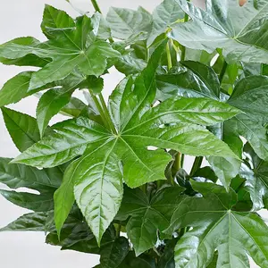 Japanese Aralia Shrub Plant Fatsia Japonica 7.5L Pot 40cm - 50cm