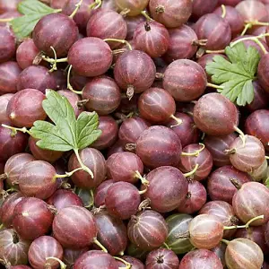 Gooseberry Bush 'Hinnomaki Red' in a 1.7L Pot Fruit Bush