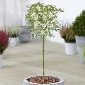 Choisya White Dazzler Patio Tree - Stunning Variety, Ideal for UK Gardens, Compact Size (2-3ft)