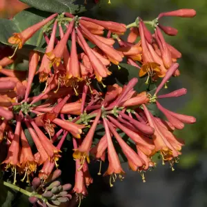 Lonicera Dropmore Scarlet Garden Plant - Vibrant Red and Orange Flowers, Compact Size (20-30cm Height Including Pot)