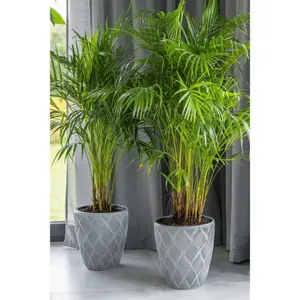 Round Tall Plant Pot Elegant Large Flower Indoor Outdoor Garden Planters Flow Platinum H 32cm x D 29cm