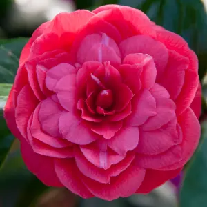 Camellia Principessa Baciocchi - Elegant Red Blooms, Compact Size (20-30cm Height Including Pot)