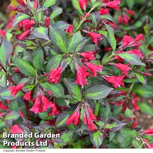 Weigela Camouflage 9cm Potted Plant x 2