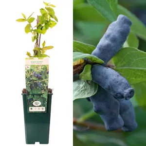 Honeyberry Blue Banana - Lonicera caerulea edulis, Edible and Delicious Honeyberries (30-50cm Height Including Pot)