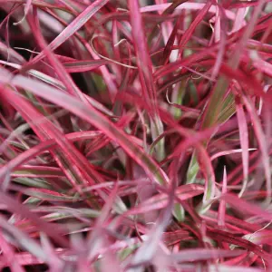 Pennisetum Fire-works 9cm Potted Plant x 1