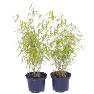 Pair of Fargesia 'Fountain' Bamboo Plants in 2L Pots 50cm Tall