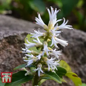 Pachysandra Terminalis Variegata 1.5 Litre Potted Plant x 1