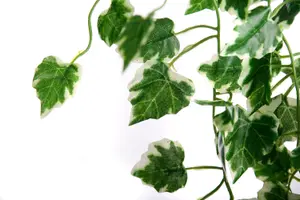 Best Artificial 100cm Variegated Grape Trailing Ivy Garland Strings Strands Twines Decoration - TI01