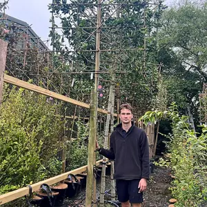 Holly Pleached Tree with Staking Kit - 180cm Stem and 14cm Girth