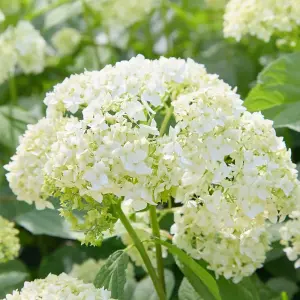 Hydrangea Anomala Petiolaris 2 Litre Potted Plant x 1