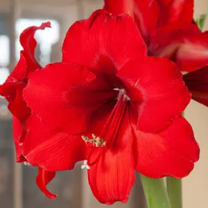 Amaryllis Red Waxed Bulb Live Houseplant in Gift Sleeve - Indoor Hippeastrum Growing Bulb - Christmas Gift Idea for Plant Lovers