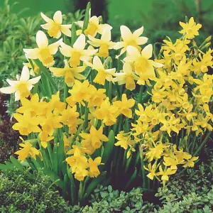 Daffodil (Narcissus) Miniature Mixed 40 Bulbs (Size 8/10)