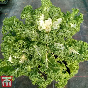 Kale Frost Byte F1 1 Seed Packet (20 Seeds)