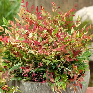 1 x Nandina Firepower Domestica in 9cm Pot - Heavenly Bamboo - Evergreen Shrub