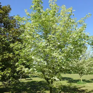 Acer Simon Louis Freres Tree - Unique Red and Green Foliage, Compact Size, Hardy (5-6ft)