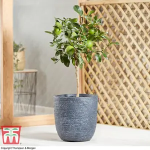 Citrus Fruit Lime Potted Plant x 1 (9cm pot)