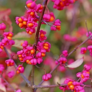 10m THORNLESS Mixed Native Country Hedging Plants, 50 Plants, 6 Different Varieties 3FATPIGS